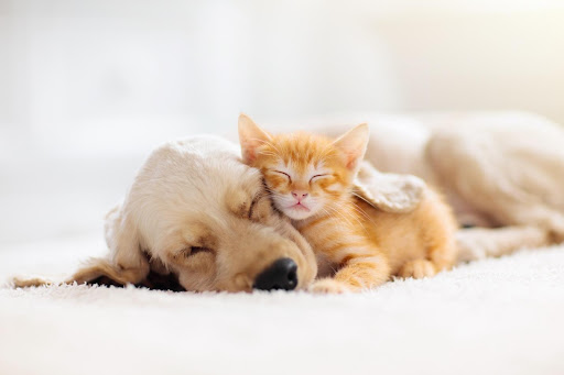 Cat and dog sleeping